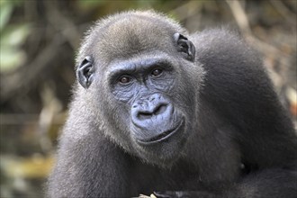 Western lowland gorilla (Gorilla gorilla gorilla), male animal, portrait, Réserve Lésio-Louna