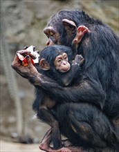 Animal portrait, Western chimpanzee (Pan troglodytes verus) cuddling with young, captive,