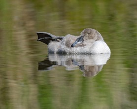 Mute swan (Cygnus olor) young bird swimming on a pond, one leg out of the water in resting