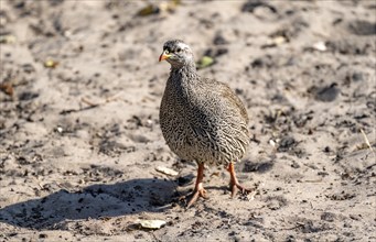 Natal francolin (Pternistis natalensis), Khama Rhino Sanctuary, Botswana, Africa