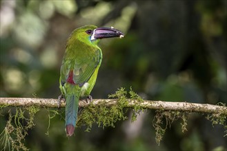 Crimson-rumped toucanet (Aulacorhynchus haematopygus), Mindo Forest Reserve, Mindo, Ecuador, South