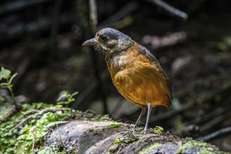 Moustached antpitta (Grallaria alleni), Mindo Forest Reserve, Mindo, Ecuador, South America