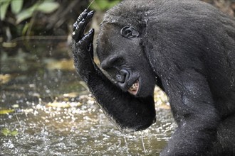 Western lowland gorilla (Gorilla gorilla gorilla) playing in the water of a river, male animal,