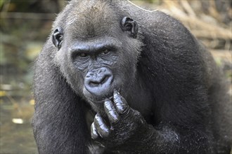 Western lowland gorilla (Gorilla gorilla gorilla), male animal, portrait, Réserve Lésio-Louna