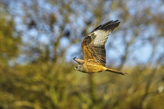 Red Kite, Milvus milvus, bird in flight