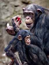 Animal portrait, Western chimpanzee (Pan troglodytes verus) playing with young, captive,