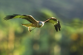 Red Kite, Milvus milvus, bird in flight