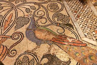 Floor mosaic with peacock in the Basilica di San Marco, St Mark's Basilica, Venice, Veneto, Italy,