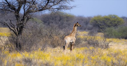 Cape giraffe (Giraffa giraffa giraffa), young animal, among yellow flowers, in the savannah, Khama