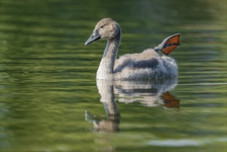 Mute swan (Cygnus olor) young bird swimming on a pond, one leg out of the water in resting