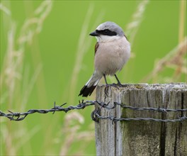 Red-backed shrike (Lanius collurio) standing on a willow pole, Lower Saxony, Germany, Europe