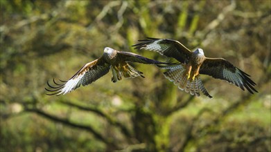 Red Kite, Milvus milvus, bird in flight