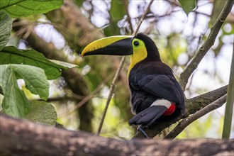 Yellow-throated toucan (Ramphastos ambiguus), Mindo Forest Reserve, Mindo, Ecuador, South America