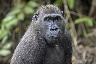 Western lowland gorilla (Gorilla gorilla gorilla), male animal, portrait, Réserve Lésio-Louna