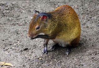 Black-backed agouti (Dasyprocta prymnolopha), order of rodents, captive, distribution forest and