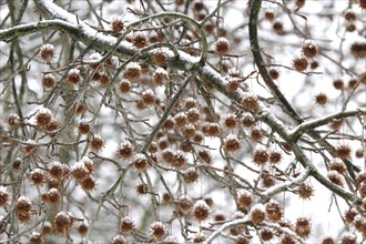 Amber tree in winter, Saxony, Germany, Europe