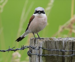 Red-backed shrike (Lanius collurio) standing on a willow pole, Lower Saxony, Germany, Europe