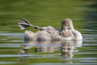 Mute swan (Cygnus olor) young bird swimming on a pond, one leg out of the water in resting