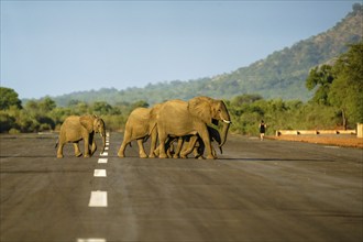 African elephants, Loxodontra Africana, crossing an airstrip. The elephant herd is walking