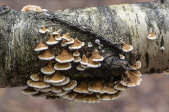 Shaggy layered mushroom (Stereum hirsutum), Emsland, Lower Saxony, Germany, Europe