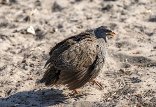 Natal francolin (Pternistis natalensis), bird puffing itself up, Khama Rhino Sanctuary, Botswana,