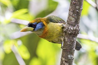 Red-headed barbet (Eubucco bourcierii), female, Mindo Forest Reserve, Mindo, Ecuador, South America