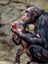 Animal portrait, Western chimpanzee (Pan troglodytes verus) playing with young, captive,