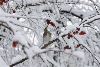 Fieldfare. Krasnodar. Russia