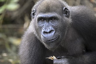 Western lowland gorilla (Gorilla gorilla gorilla), male animal, portrait, Réserve Lésio-Louna