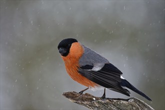 Bullfinch (Pyrrhula pyrrhula), male, in splendour, on tree stump, snow drift, winter, northern