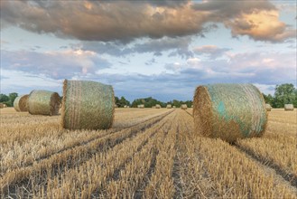 Straw rolls in field of harvested cereals. Alsace, France, Europe