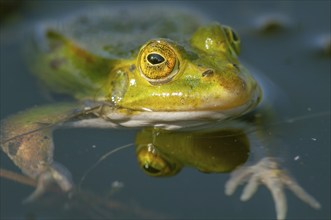 Marsh frog (Rana ridibunda) in a pond in spring. France