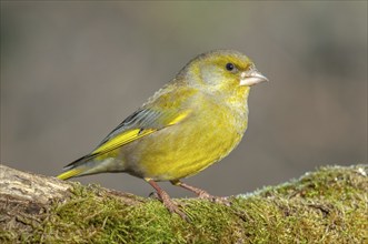 Greenfinch perched on a branch in the forest. (Chloris chloris) . France