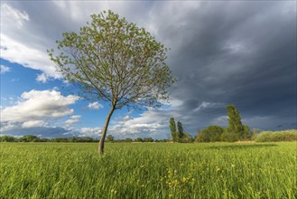 Natural green meadow dotted with trees in spring. Alsace, France, Europe