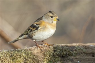 Brambling (Fringilla montifringilla) perched on a branch in the forest in winter. France