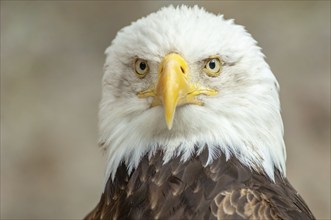 Bald Eagle (Haliaeetus leucocephalus) . Portrait captive in a animal park. Alsace, France, Europe