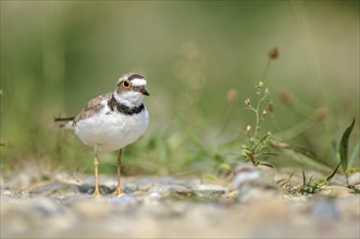 Little Plover (Charadrius dubius) in the gravels on the banks of the Rhine. Bas-Rhin, Collectivite