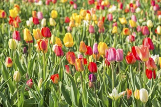 Close shot of field with colorful tulips in spring