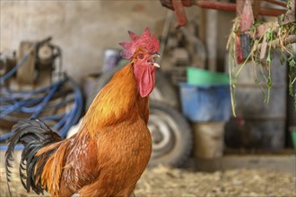 Free range rooster on a farm. Bas-Rhin, Collectivite europeenne d'Alsace, Grand Est, France, Europe