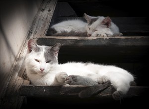 White lazy domestic cats sleeping on a wooden stair