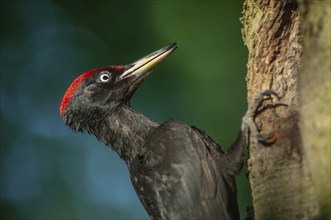 Black woodpecker near its nest on the trunk of a beech tree in spring. France