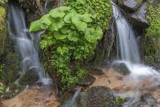 Small waterfall of fresh water in the middle of lush vegetation in the mountains. Vosges, Alsace,