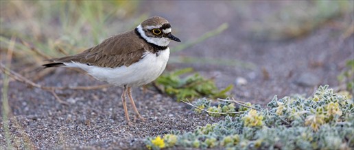 Little Ringed Plover, Little Ringed Plover, (Charadrius dubius), plover family, biotope, foraging,