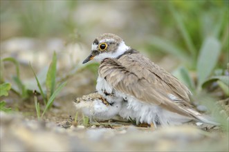 Little Plover (Charadrius dubius) with its chick on the banks of the Rhine. Bas-Rhin, Collectivite