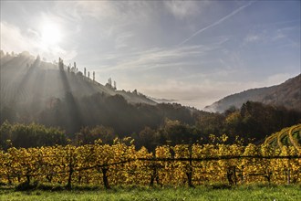 Autumn atmosphere, morning sun over vineyard in the fog, backlight shot, St. Andrä-Höch, Sausal,