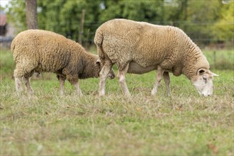 Sheep in a pen in early fall. Alsace France