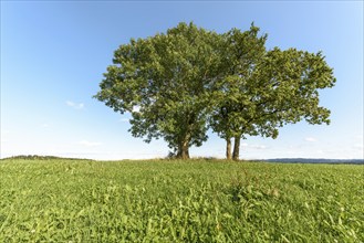 Group of trees in meadow in clear, sunny weather. Jura, France, Europe