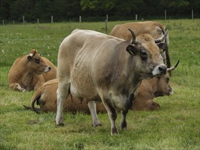 Several cows standing and lying together on a pasture, velen, münsterland, germany