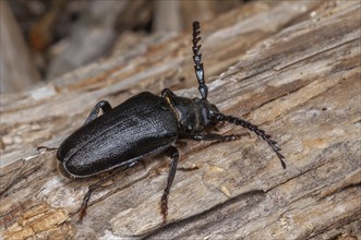 Tanner Beetle (Prionus coriarius) resting on a dead tree trunk in the forest. Alsace, France,