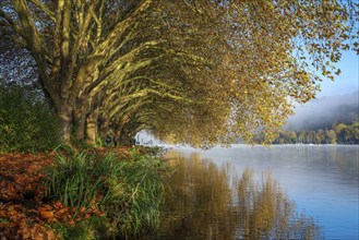 Essen, North Rhine-Westphalia, Germany, Golden autumn at Lake Baldeney. Walkers in the morning sun